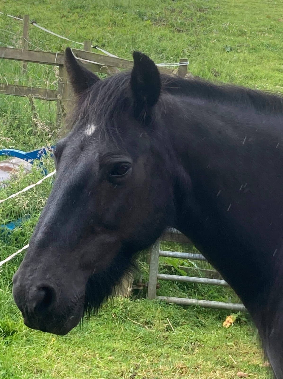 A black pony in a UK paddock, RDA centres work with calm, established ponies like this.