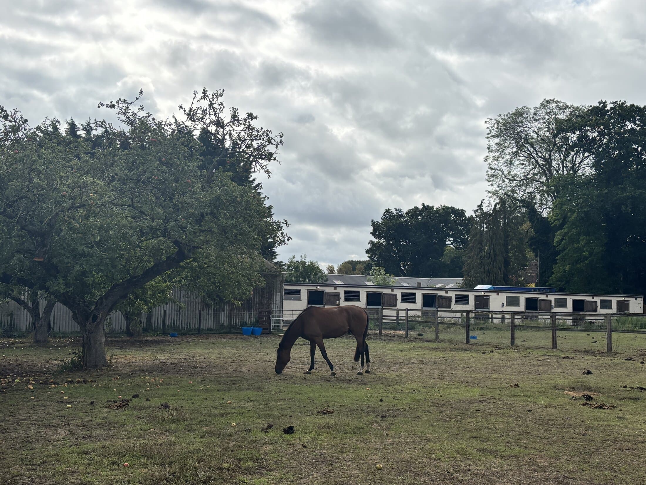 Bardwell Manor Equestrian Centre, equestrian venue in Bardwell, Suffolk