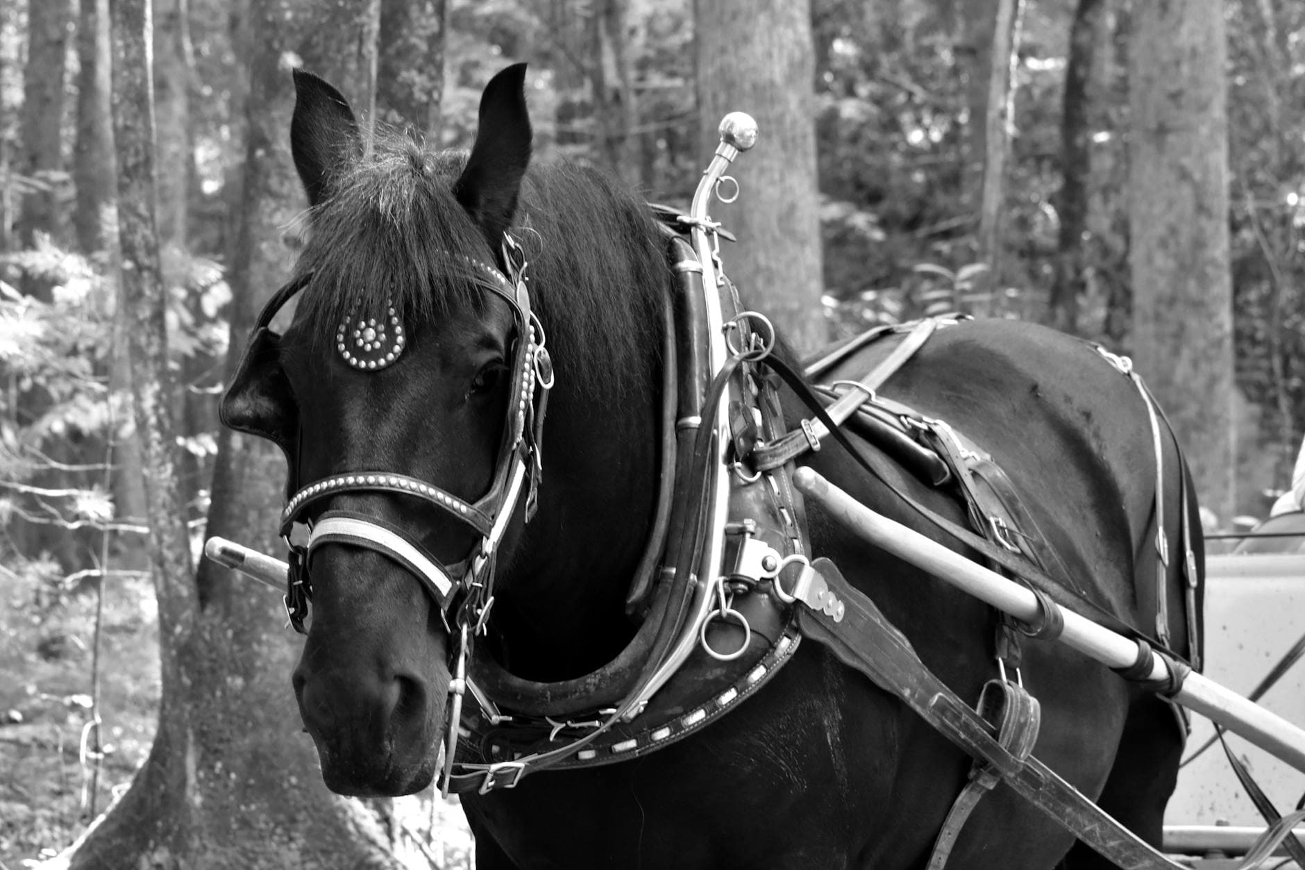 Bennington Carriage Driving Academy, equestrian venue in Grantham, Lincolnshire