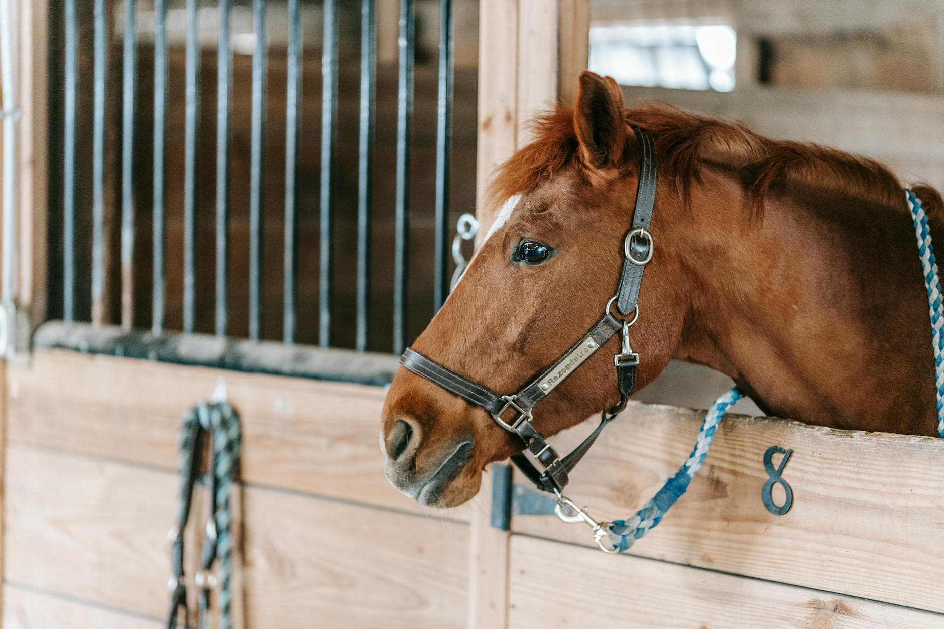 Beach Riding at a UK equestrian venue