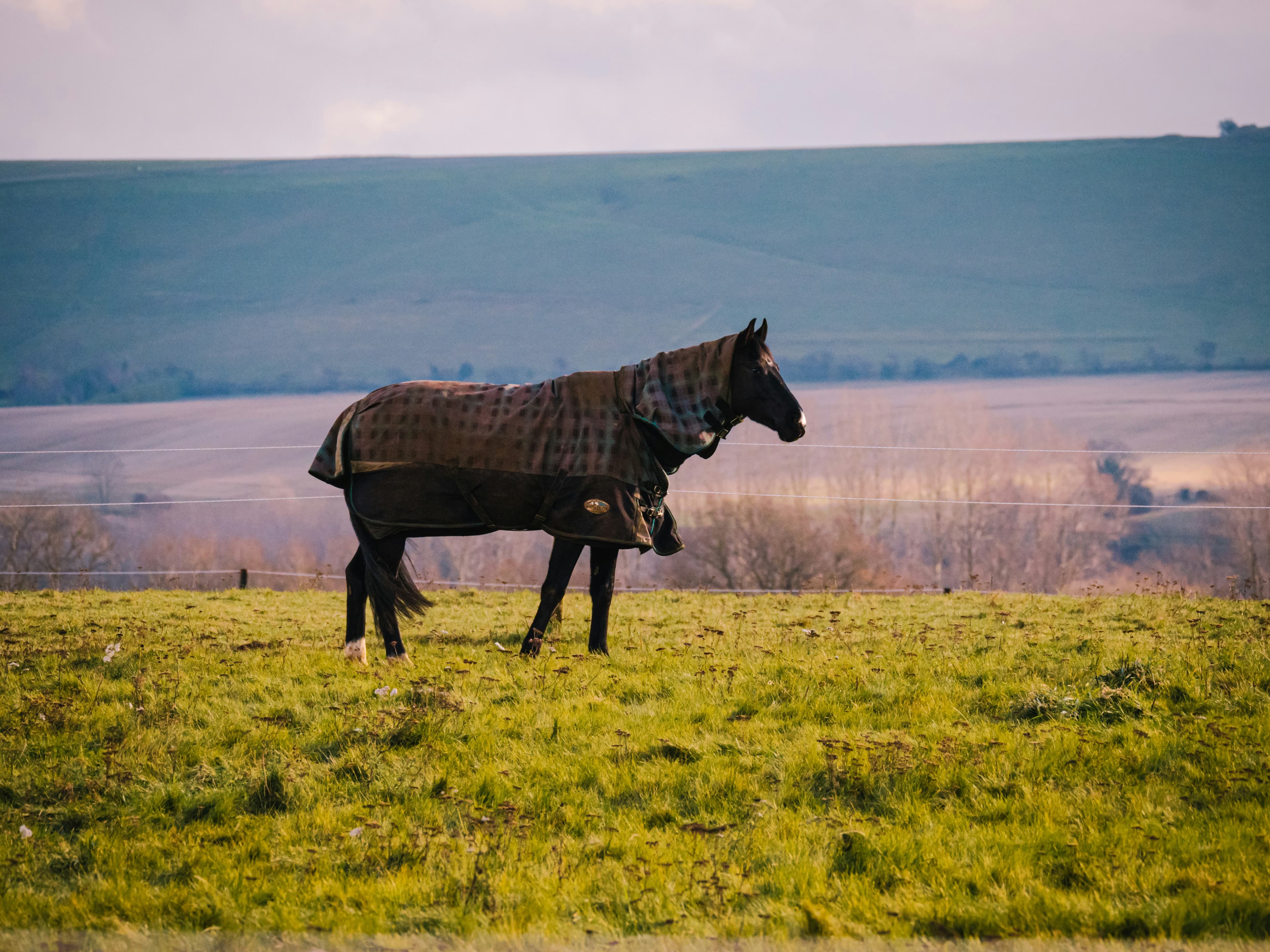Cumbrian Heavy Horses, equestrian venue in Millom, Cumbria
