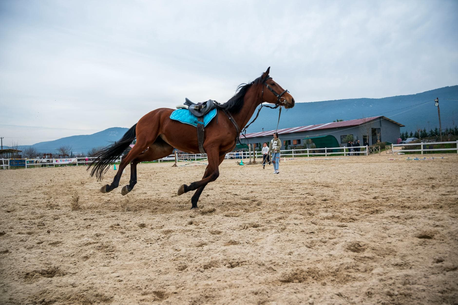 Lunging at a UK equestrian venue
