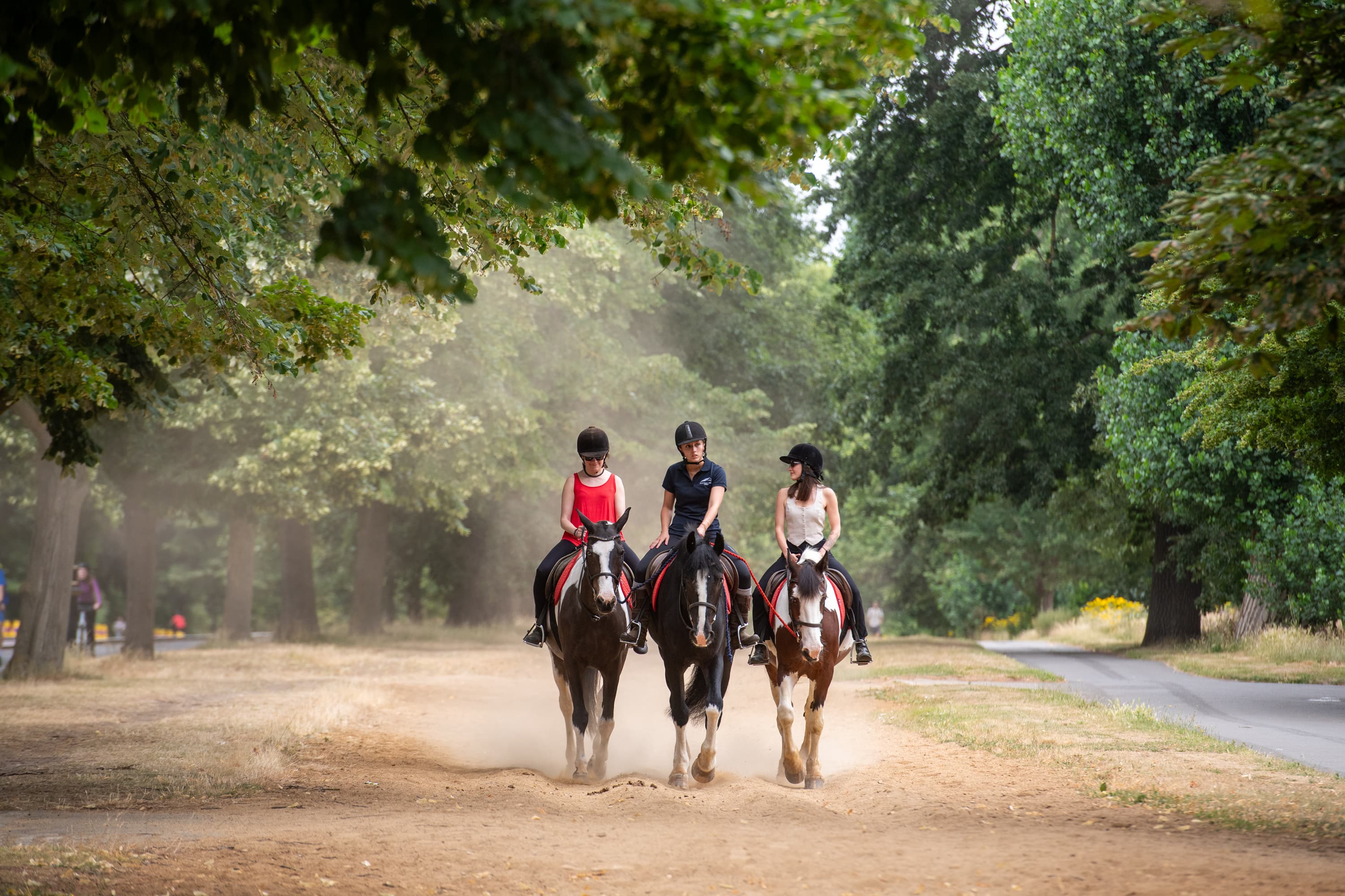 Hyde Park Stables - Horse Riding Central London, London, Greater London