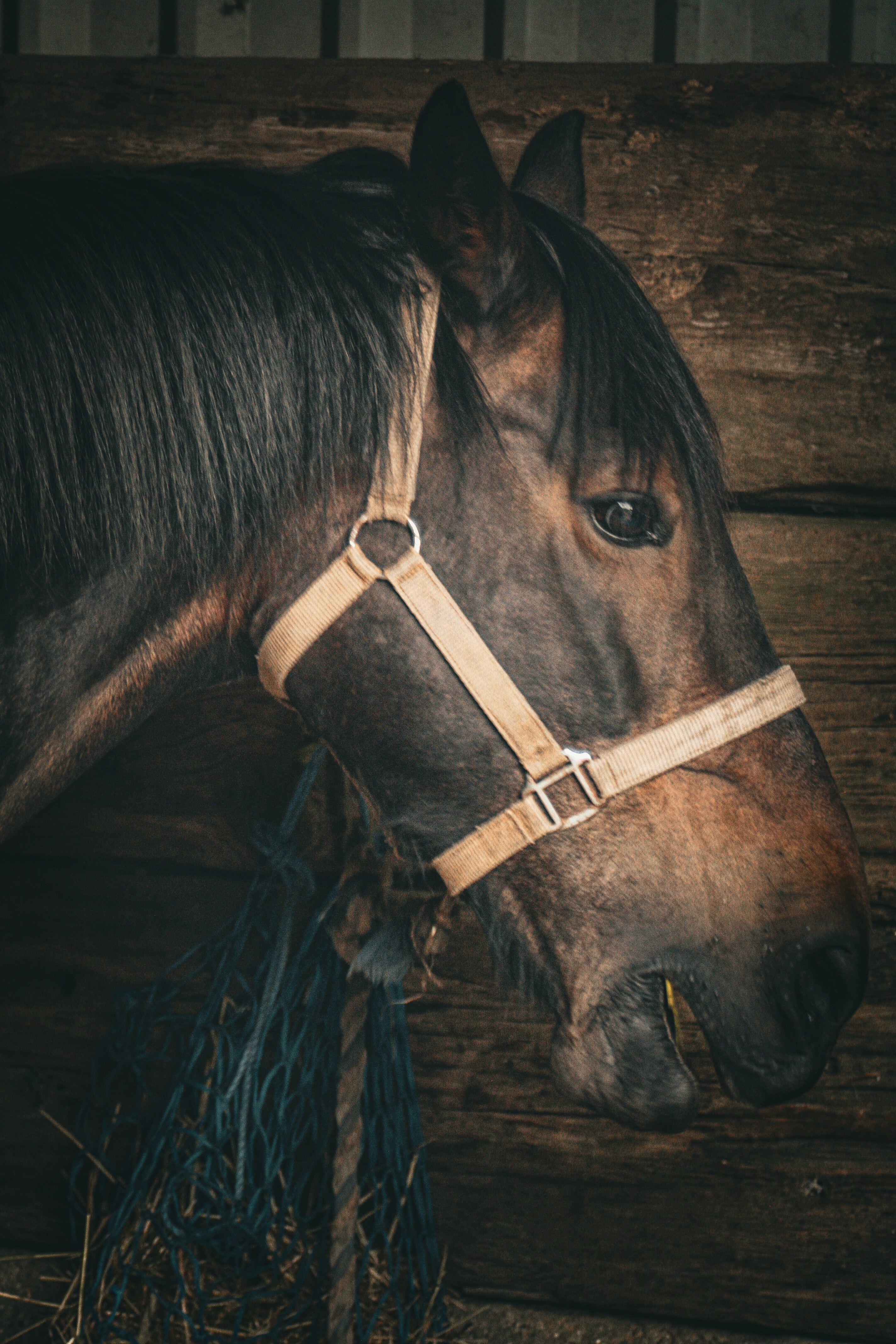 School Holiday Pony Day